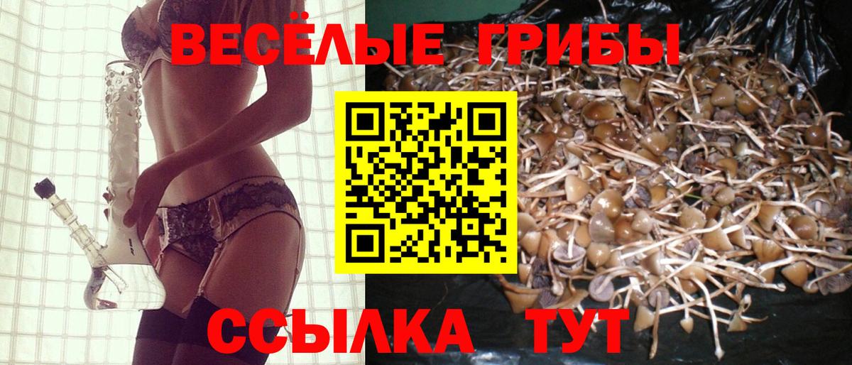 Псилоцибиновые грибы Psilocybine cubensis Елец